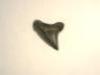 Paleocarcharodon from U.S.A.