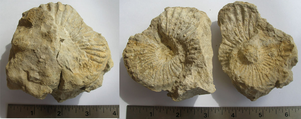 Help On ID for Misc. Lance Formation Fossils - Fossil ID - The Fossil Forum