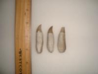 3 Associated Pilot Whale Teeth from Aurora