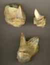 Shark Tooth Hill Fossil Shark Tooth Dig : October 1, 2005