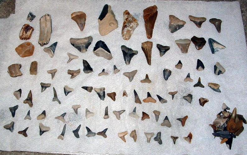 Fossils In Florida