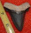 2 1/2" Angustidens Shark Tooth