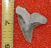 1 5/8" Snaggletooth Shark Tooth
