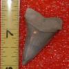 1 5/8" Broad Toothed Mako Shark Tooth