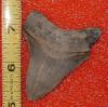 2 1/2" Megalodon Shark Tooth
