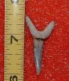 1 1/2" Sand Tiger Shark Tooth