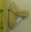 1 3/4" Angustidens Shark Tooth