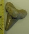 2 1/2" Auriculatus Shark Tooth