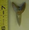 1" Eocene Mako Shark Tooth