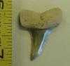 1" Eocene Mako Shark Tooth