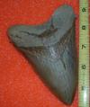 5 1/16" Megalodon Shark Tooth