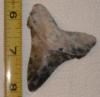 2 1/2" Angustidens Shark Tooth