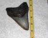 4-1/2 Inch Megalodon