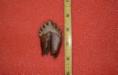 2-5/8" Archaeocete molar