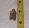 Squalodon Tooth