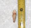 3/4 Inch Squalodon tooth