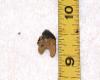 1/2 Inch Double root Whale tooth