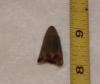 Fossil Croc tooth