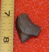 3/4 Inch Crow Shark tooth