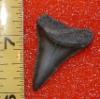 1 5/8" Great White Shark Tooth