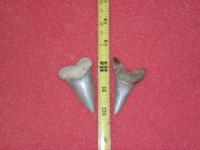 2.5" I. Hastalis (Upper and Lower)