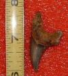 2" Benedeni Shark Tooth