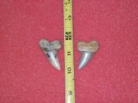 I. Planus teeth