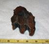 Partial Mastodon Tooth