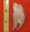 2-1/2" Squalodon Tooth