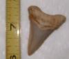 1 1/2" Angustidens Shark Tooth