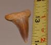 1 1/4" Eocene Mako Shark Tooth