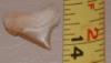 1/2" Angustidens Shark Tooth