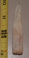 3" Sawfish Rostral Tooth