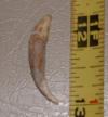 1" Squalodon Tooth