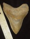 5 3/16" Megalodon Shark Tooth