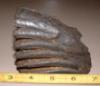 Fossil Mammoth Tooth