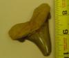 2 3/4" Auriculatus Shark Tooth