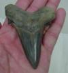 3 1/4" Auriculatus Shark Tooth