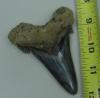 3 15/16" Auriculatus Shark Tooth