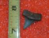 3/4" Eocene Mako Shark Tooth