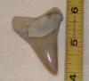 2" Mako Shark Tooth