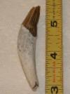 2 1/2" Squalodon Incisor