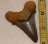 2 3/4" Fossil Auriculatus Shark Tooth