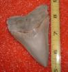 3 5/8" Pungo Megalodon Shark Tooth