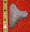 2 3/4" Pungo Megalodon Shark Tooth