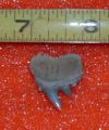 3/4" Cow Shark Tooth