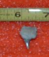 1/2" Cow Shark Tooth