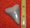 2 1/8" Mako Shark Tooth
