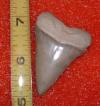 2 1/16" Mako Shark Tooth