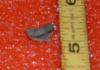 1/2" Pungo Megalodon Shark Tooth